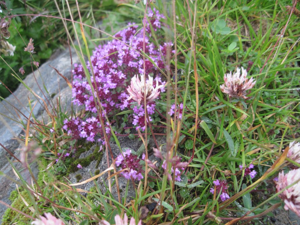 Име:  IMG_1903.jpgПрегледи: 306Размер:  217.1 Кб