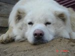 ������� �� rulin
