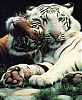 ������� �� Tiger