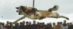 ������� �� sir Borko
