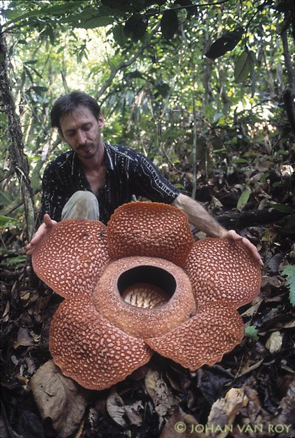 Натиснете снимката за да я уголемите
Име:1255118706_rafflesia-arnoldy.jpg
Прегледи:1
Размер:106.3 КБ
ID:5957699