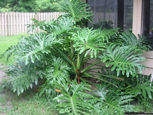Натиснете снимката за да я уголемите
Име:1255119825_philodendron.jpg
Прегледи:1
Размер:73.3 КБ
ID:5957703