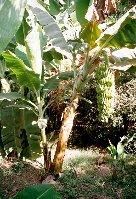 Натиснете снимката за да я уголемите
Име:1255120159_banana_tree.jpg
Прегледи:1
Размер:154.6 КБ
ID:5957705