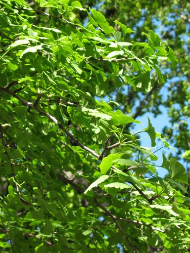 Натиснете снимката за да я уголемите
Име:1255120362_ginko-biloba.jpg
Прегледи:1
Размер:60.5 КБ
ID:5957706