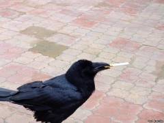 Натиснете снимката за да я уголемите
Име:s1859199.jpg
Прегледи:1
Размер:7.0 КБ
ID:5959764