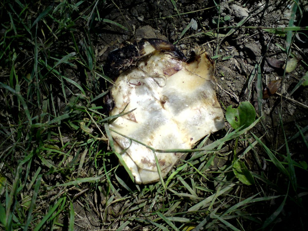 Натиснете снимката за да я уголемите
Име:DSC01226.jpg
Прегледи:1
Размер:238.4 КБ
ID:5976555