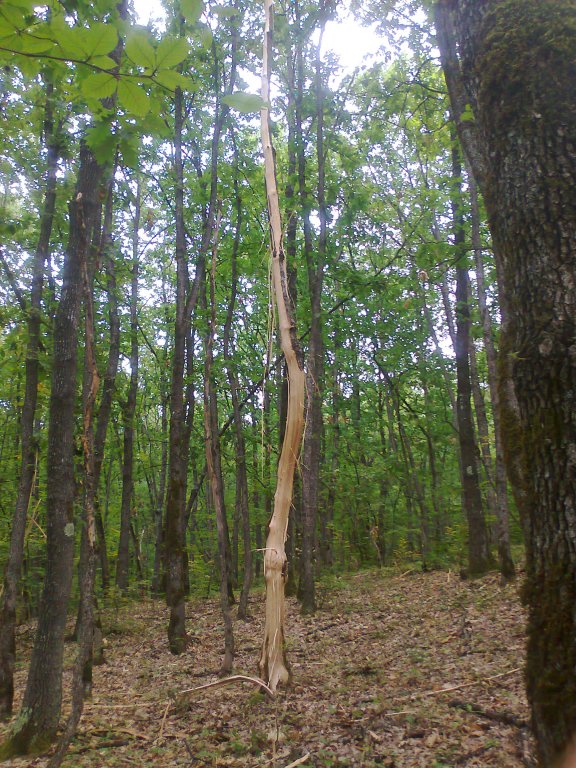 Натиснете снимката за да я уголемите
Име:Снимка0244.jpg
Прегледи:1
Размер:160.9 КБ
ID:5981354