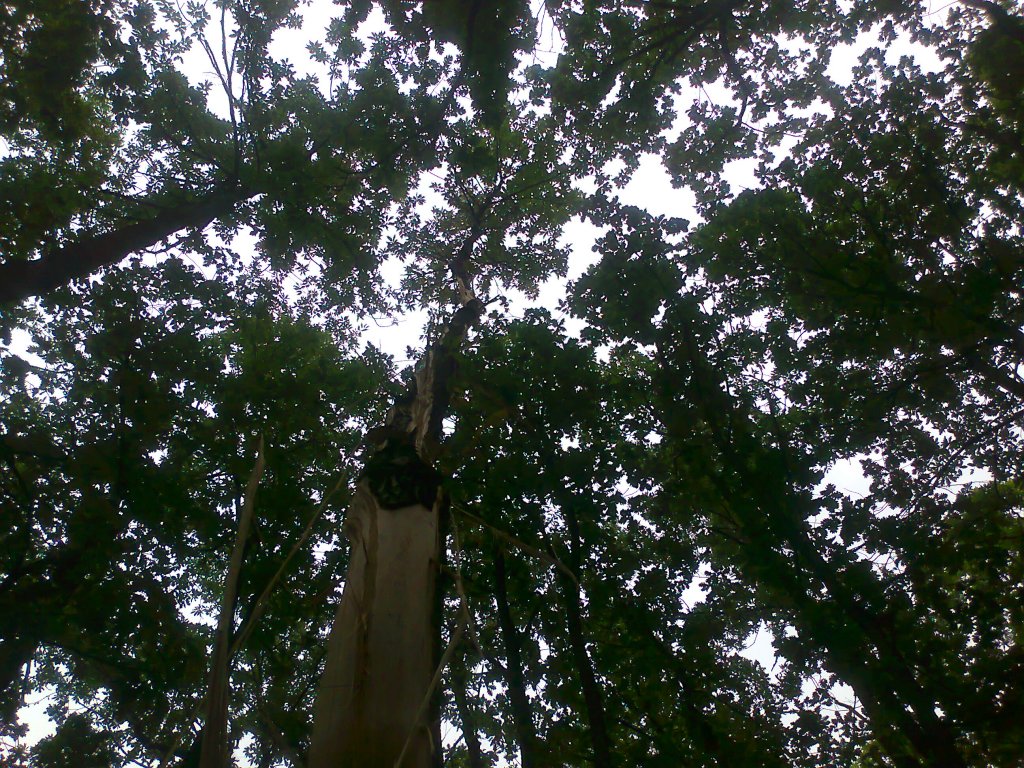 Натиснете снимката за да я уголемите
Име:Снимка0250.jpg
Прегледи:1
Размер:301.2 КБ
ID:5981357