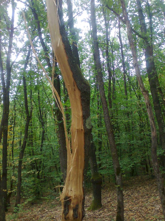 Натиснете снимката за да я уголемите
Име:Снимка0247.jpg
Прегледи:1
Размер:154.6 КБ
ID:5981358