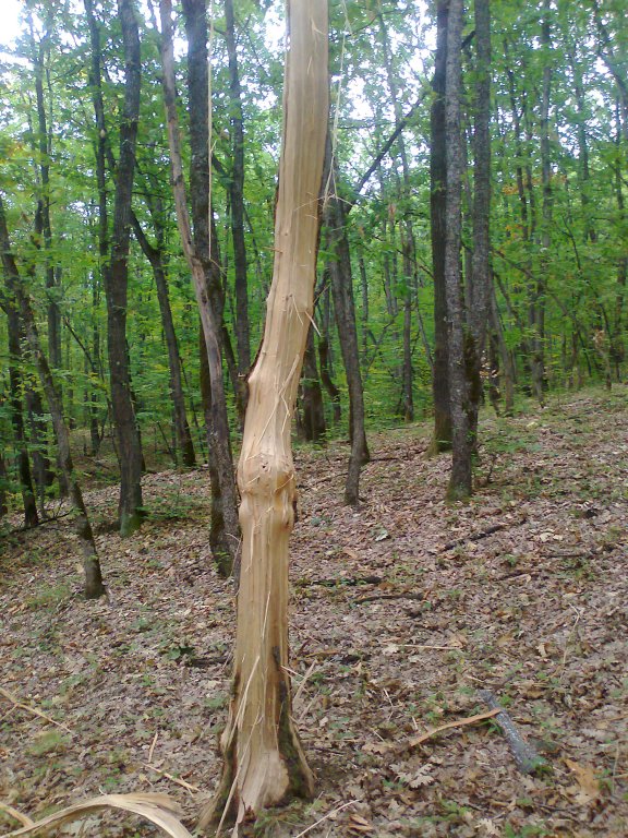 Натиснете снимката за да я уголемите
Име:Снимка0258.jpg
Прегледи:1
Размер:175.8 КБ
ID:5981362