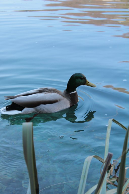 Натиснете снимката за да я уголемите
Име:IMG_5778.jpg
Прегледи:1
Размер:51.2 КБ
ID:5989238