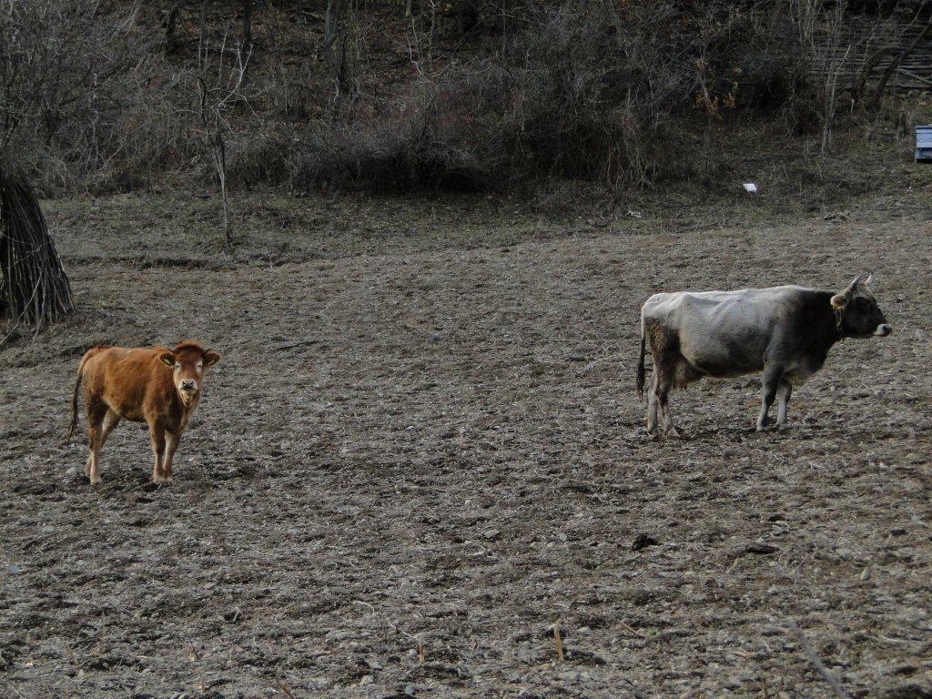 Натиснете снимката за да я уголемите
Име:DSC06893.jpg
Прегледи:1
Размер:231.1 КБ
ID:5996432
