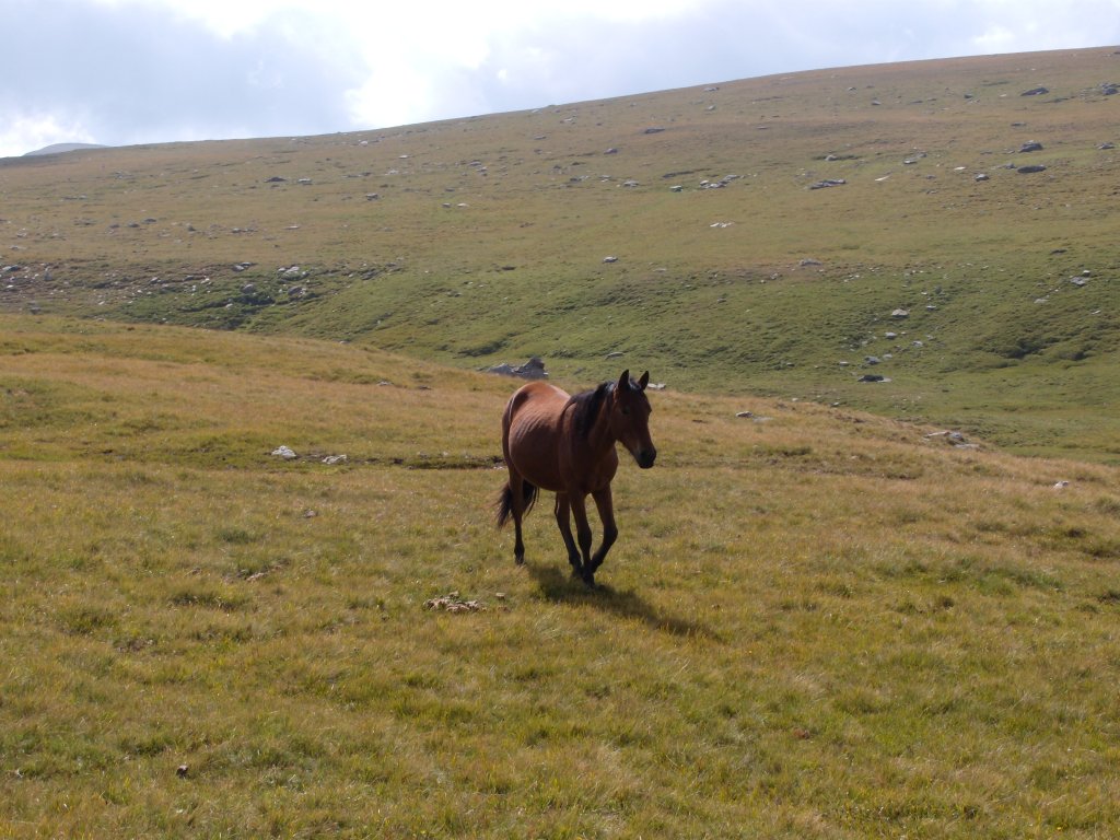 Натиснете снимката за да я уголемите
Име:DSCN6744.jpg
Прегледи:1
Размер:163.2 КБ
ID:6024292
