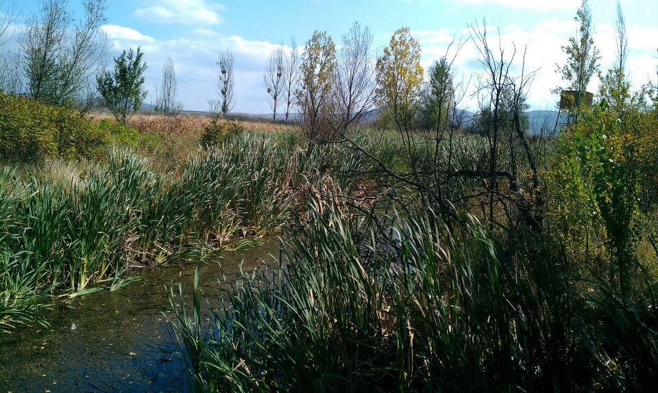 Натиснете снимката за да я уголемите
Име:dragomansko_blato_003115.jpg
Прегледи:1
Размер:181.6 КБ
ID:6027346