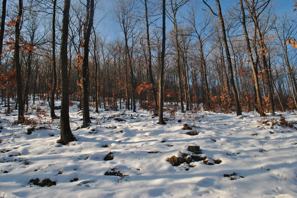 Натиснете снимката за да я уголемите
Име:DSC_7675.JPG
Прегледи:1
Размер:886.2 КБ
ID:6038120
