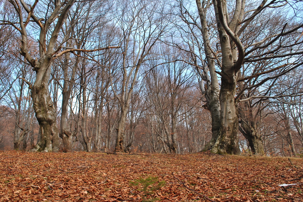 Натиснете снимката за да я уголемите
Име:DSC_7772.JPG
Прегледи:1
Размер:1.01 МБ
ID:6038157