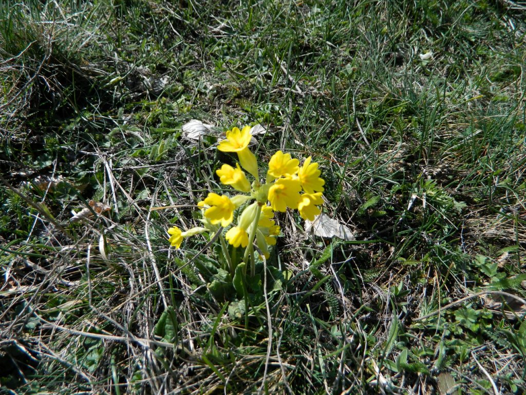 Натиснете снимката за да я уголемите
Име:DSCN9140 (1280x960).jpg
Прегледи:1
Размер:331.8 КБ
ID:6051402