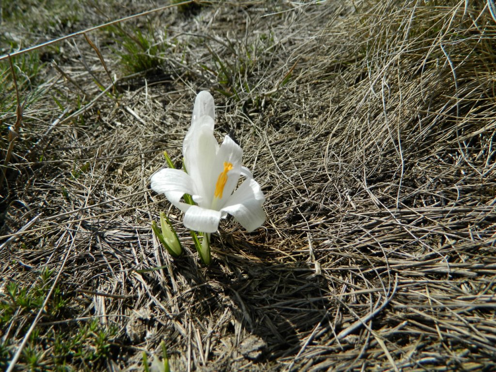 Натиснете снимката за да я уголемите
Име:DSCN9154 (1280x960).jpg
Прегледи:1
Размер:296.3 КБ
ID:6051408