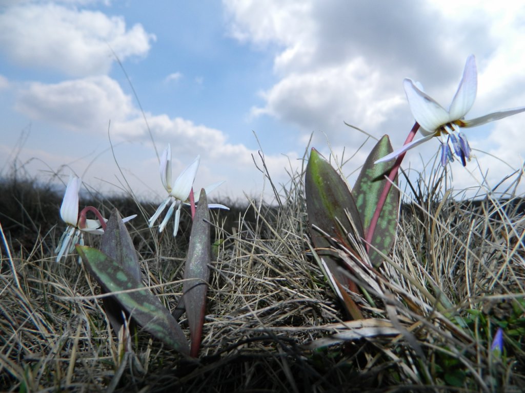 Натиснете снимката за да я уголемите
Име:DSCN9157 (1280x960).jpg
Прегледи:1
Размер:143.8 КБ
ID:6051410