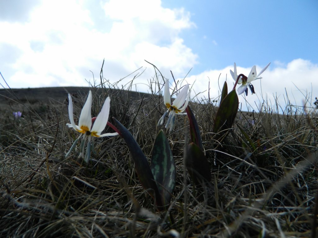 Натиснете снимката за да я уголемите
Име:DSCN9158 (1280x960).jpg
Прегледи:1
Размер:132.3 КБ
ID:6051411