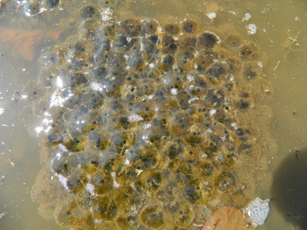 Натиснете снимката за да я уголемите
Име:DSCN9194 (1280x960).jpg
Прегледи:1
Размер:176.6 КБ
ID:6051435