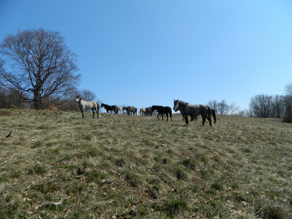 Натиснете снимката за да я уголемите
Име:DSCN9198 (1280x960).jpg
Прегледи:1
Размер:180.4 КБ
ID:6051437