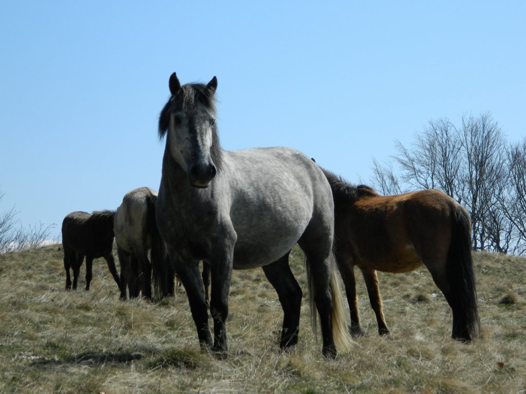 Натиснете снимката за да я уголемите
Име:DSCN9200 (1280x960).jpg
Прегледи:1
Размер:121.5 КБ
ID:6051438