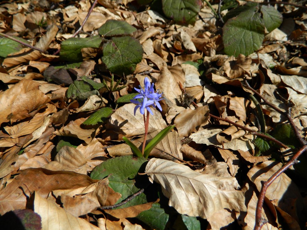 Натиснете снимката за да я уголемите
Име:DSCN9210 (1280x960).jpg
Прегледи:1
Размер:199.4 КБ
ID:6051442