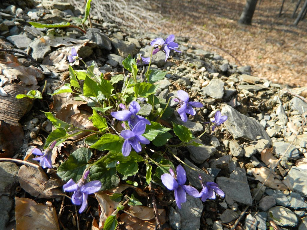 Натиснете снимката за да я уголемите
Име:DSCN9235 (1280x960).jpg
Прегледи:1
Размер:219.8 КБ
ID:6051465