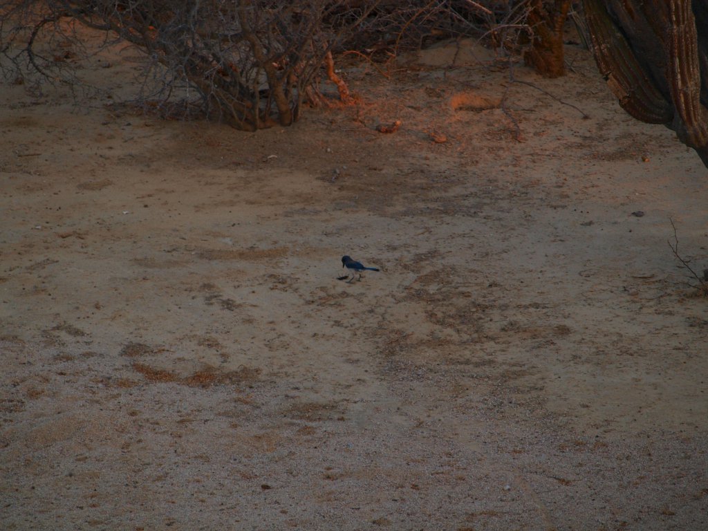 Натиснете снимката за да я уголемите
Име:P5317448.jpg
Прегледи:1
Размер:153.3 КБ
ID:6059753