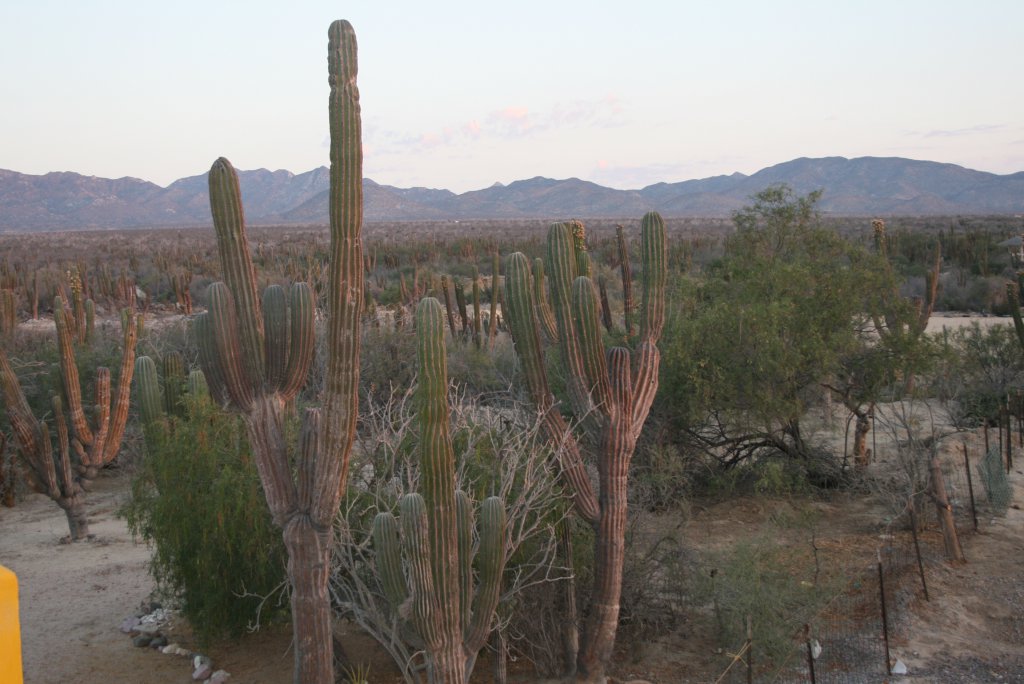 Натиснете снимката за да я уголемите
Име:IMG_0542.jpg
Прегледи:1
Размер:120.0 КБ
ID:6059765