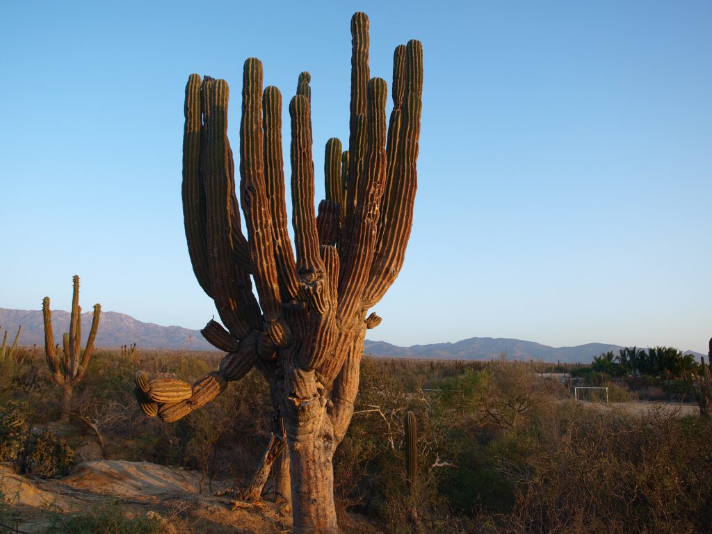Натиснете снимката за да я уголемите
Име:P6097545.jpg
Прегледи:1
Размер:132.9 КБ
ID:6059767