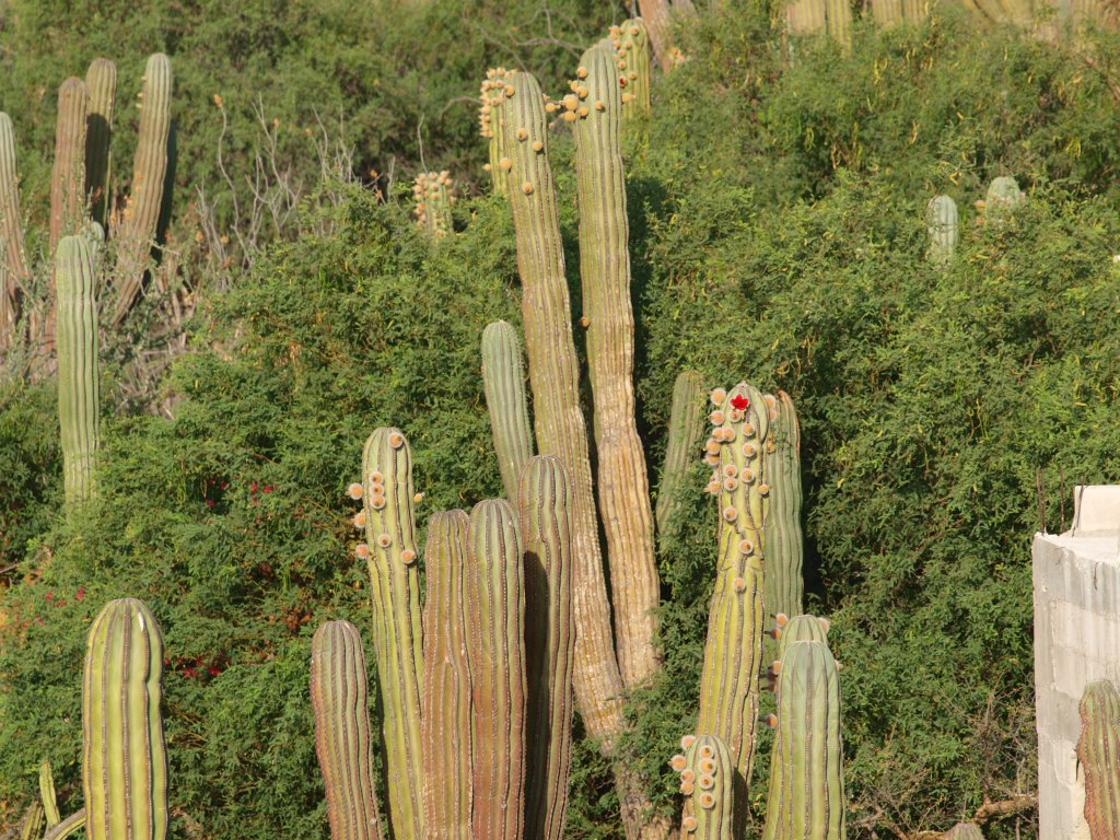 Натиснете снимката за да я уголемите
Име:P6117676.jpg
Прегледи:1
Размер:263.8 КБ
ID:6059768