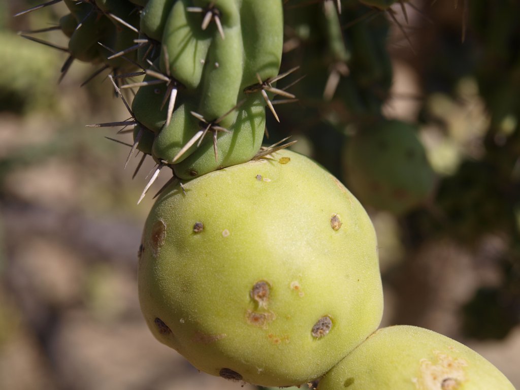 Натиснете снимката за да я уголемите
Име:P6127716.jpg
Прегледи:1
Размер:86.6 КБ
ID:6059769