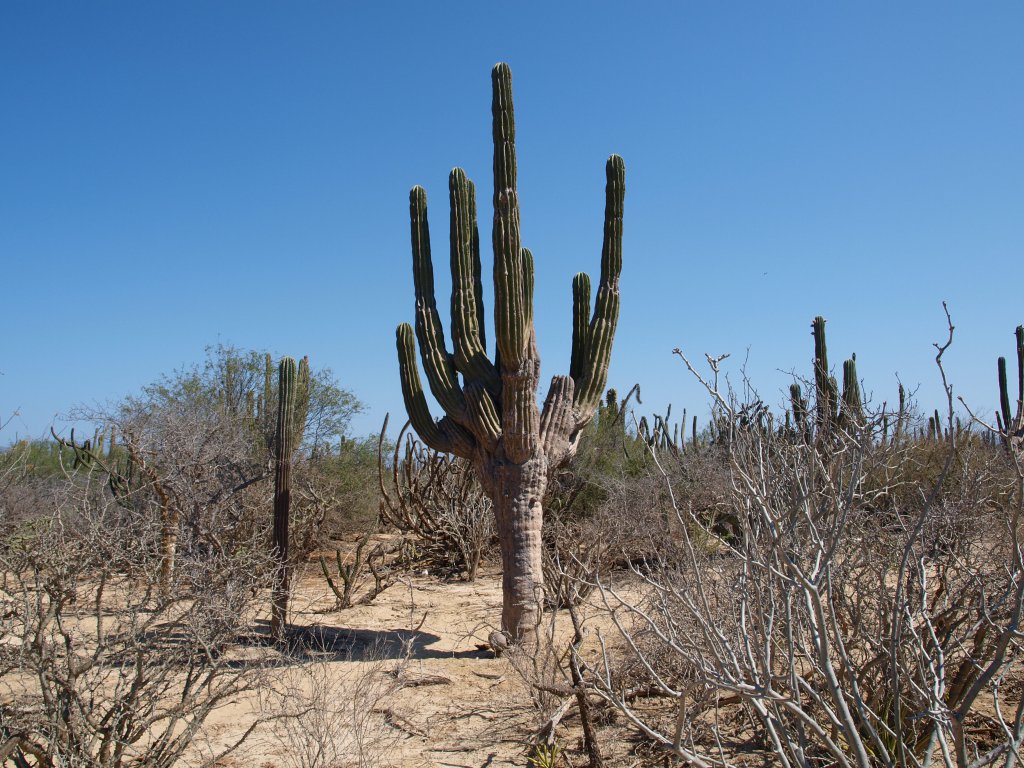 Натиснете снимката за да я уголемите
Име:P6127739.jpg
Прегледи:1
Размер:204.0 КБ
ID:6059770