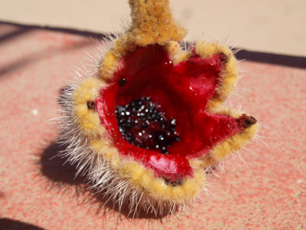 Натиснете снимката за да я уголемите
Име:P6127755.jpg
Прегледи:1
Размер:112.5 КБ
ID:6059772