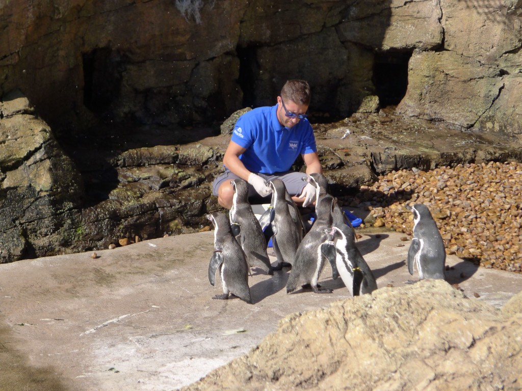 Натиснете снимката за да я уголемите
Име:P1060604.jpg
Прегледи:1
Размер:297.0 КБ
ID:5731619