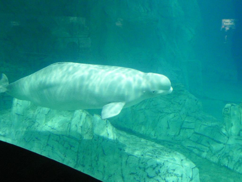 Натиснете снимката за да я уголемите
Име:P1060635.jpg
Прегледи:1
Размер:168.2 КБ
ID:5731622