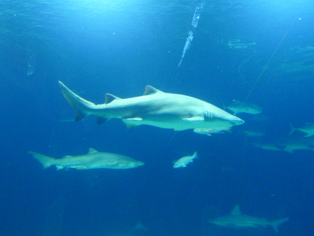 Натиснете снимката за да я уголемите
Име:P1060640.jpg
Прегледи:1
Размер:163.3 КБ
ID:5731623