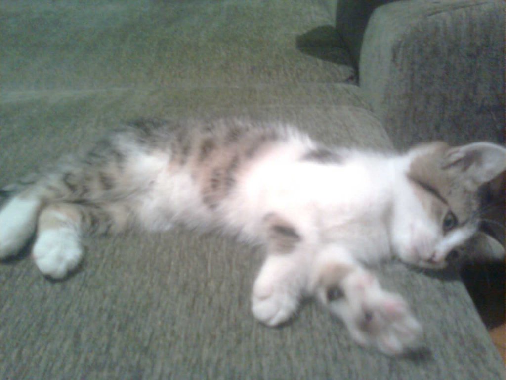 Натиснете снимката за да я уголемите
Име:Image0300.jpg
Прегледи:2
Размер:81.0 КБ
ID:5894314