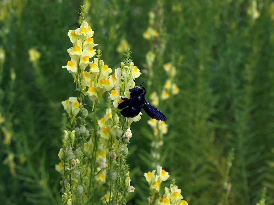 Натиснете снимката за да я уголемите
Име:P6273687.JPG
Прегледи:2
Размер:465.6 КБ
ID:6021240