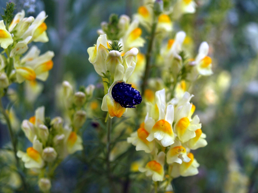 Натиснете снимката за да я уголемите
Име:P6273693.JPG
Прегледи:2
Размер:419.4 КБ
ID:6021241