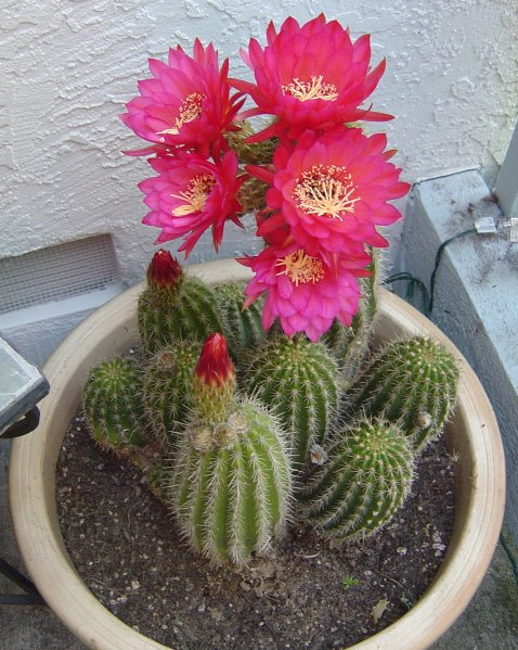 Натиснете снимката за да я уголемите
Име:1255119268_cactaceae.jpg
Прегледи:1
Размер:89.2 КБ
ID:5957702