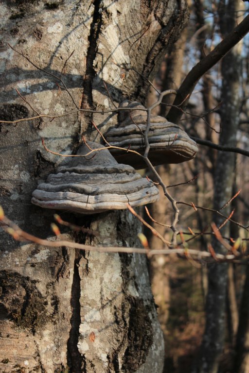 Натиснете снимката за да я уголемите
Име:IMG_5706.jpg
Прегледи:1
Размер:107.1 КБ
ID:5989228