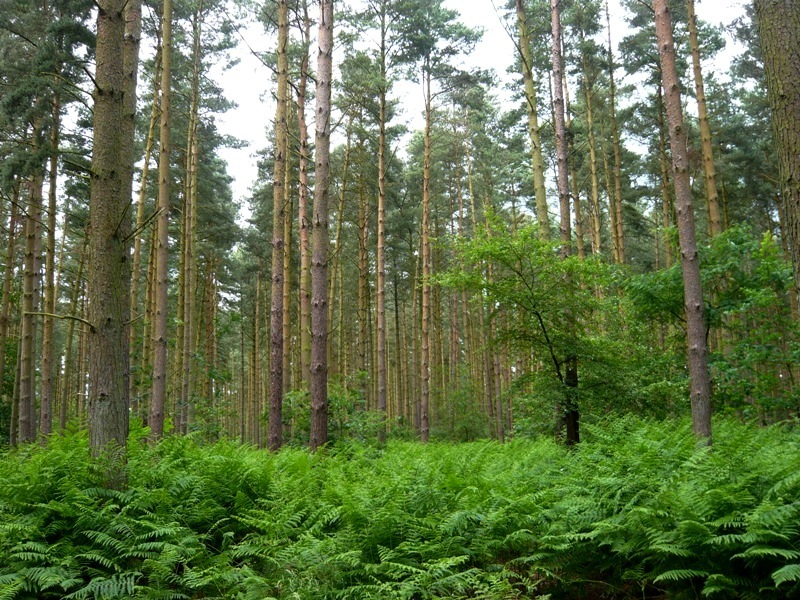 Натиснете снимката за да я уголемите
Име:1 (3).JPG
Прегледи:1
Размер:270.4 КБ
ID:6001716