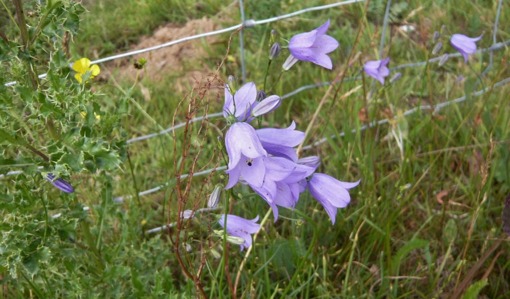Натиснете снимката за да я уголемите
Име:1 (13).jpg
Прегледи:1
Размер:404.9 КБ
ID:6023182
