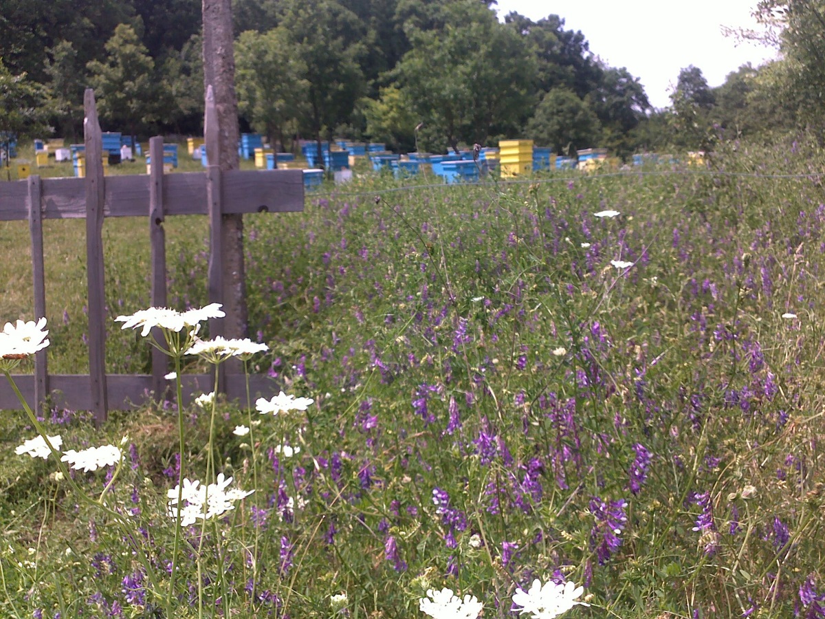 Натиснете снимката за да я уголемите
Име:310520161165 resized.jpg
Прегледи:1
Размер:508.0 КБ
ID:6141400