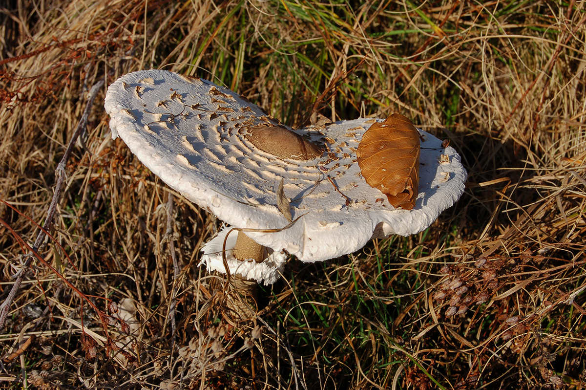 Натиснете снимката за да я уголемите
Име:Sopot100.jpg
Прегледи:1
Размер:1.25 МБ
ID:6146150