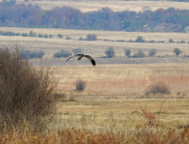 Натиснете снимката за да я уголемите
Име:10.jpg
Прегледи:1
Размер:337.0 КБ
ID:6151702