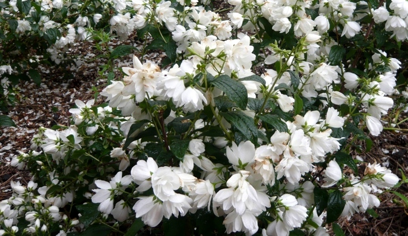 Натиснете снимката за да я уголемите
Име:1 (19).JPG
Прегледи:1
Размер:266.1 КБ
ID:6001729